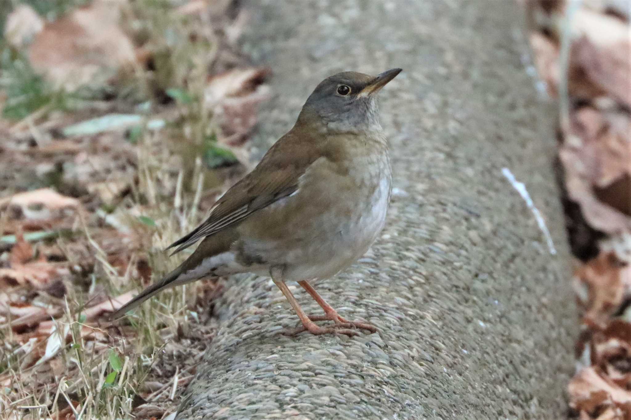 こども自然公園 (大池公園/横浜市) シロハラの写真 by ぼぼぼ