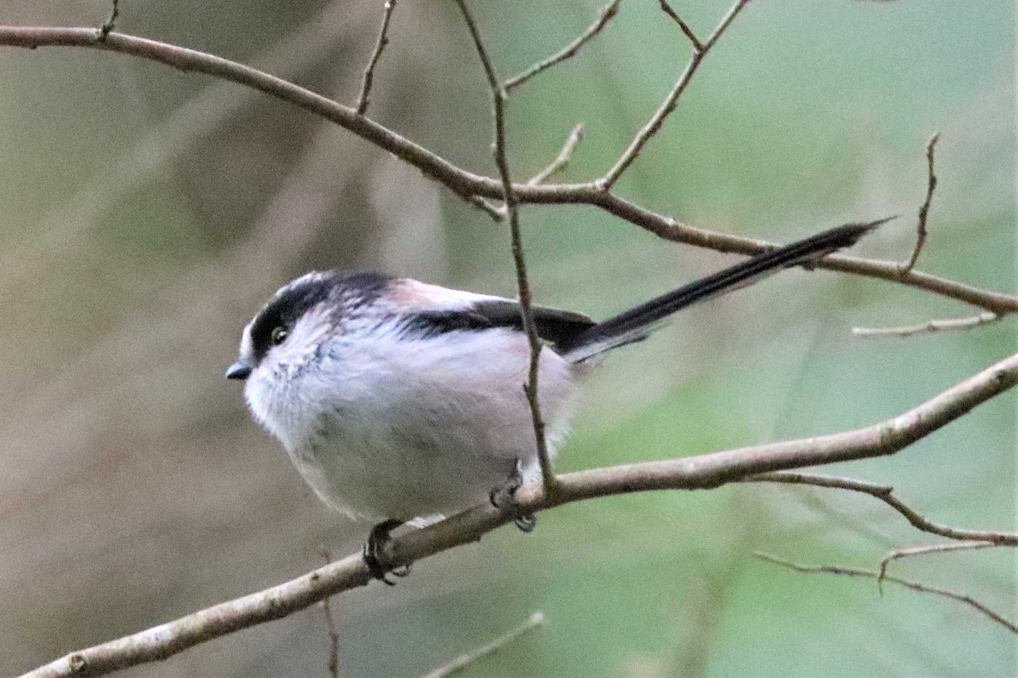 こども自然公園 (大池公園/横浜市) エナガの写真 by ぼぼぼ