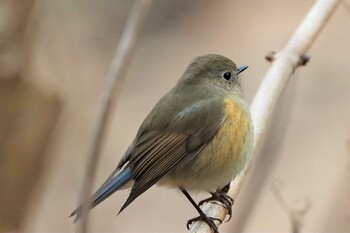 ルリビタキ こども自然公園 (大池公園/横浜市) 2022年1月23日(日)