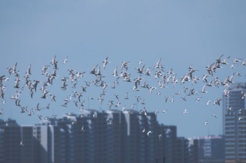 Little Tern 千葉県 Sat, 9/3/2016