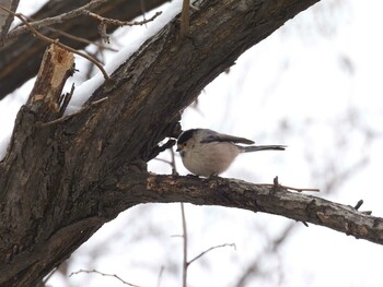 Silver-throated Bushtit Chaoyang Park(Beijing) Sun, 1/23/2022