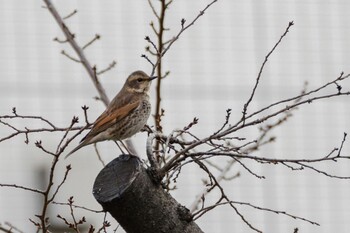 Dusky Thrush 都内市街地 Sun, 1/23/2022