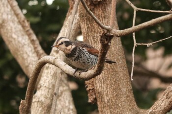 ツグミ 三ツ池公園(横浜市鶴見区) 2022年1月9日(日)