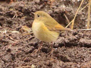 2022年1月23日(日) こども自然公園 (大池公園/横浜市)の野鳥観察記録