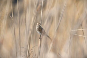 2022年1月23日(日) 珠洲市の野鳥観察記録