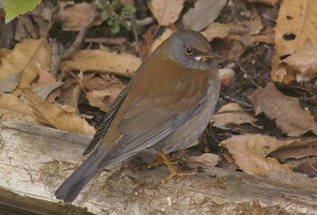 2022年1月23日(日) 21世紀の森と広場(千葉県松戸市)の野鳥観察記録