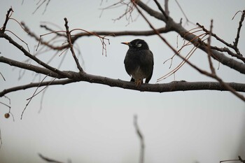 White-cheeked Starling 淀川河川公園 Sun, 1/23/2022