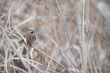 Meadow Bunting 淀川河川公園 Sun, 1/23/2022