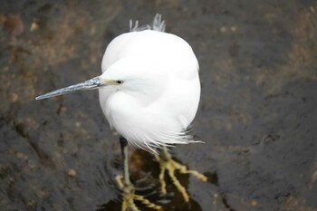 Little Egret 淀川河川公園 Sun, 1/23/2022