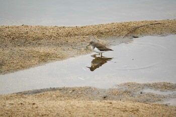 Common Sandpiper 淀川河川公園 Sun, 1/23/2022