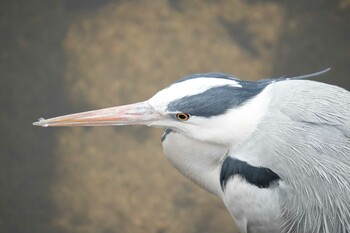 Grey Heron 淀川河川公園 Sun, 1/23/2022