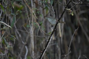 Yellow-bellied Bush Warbler