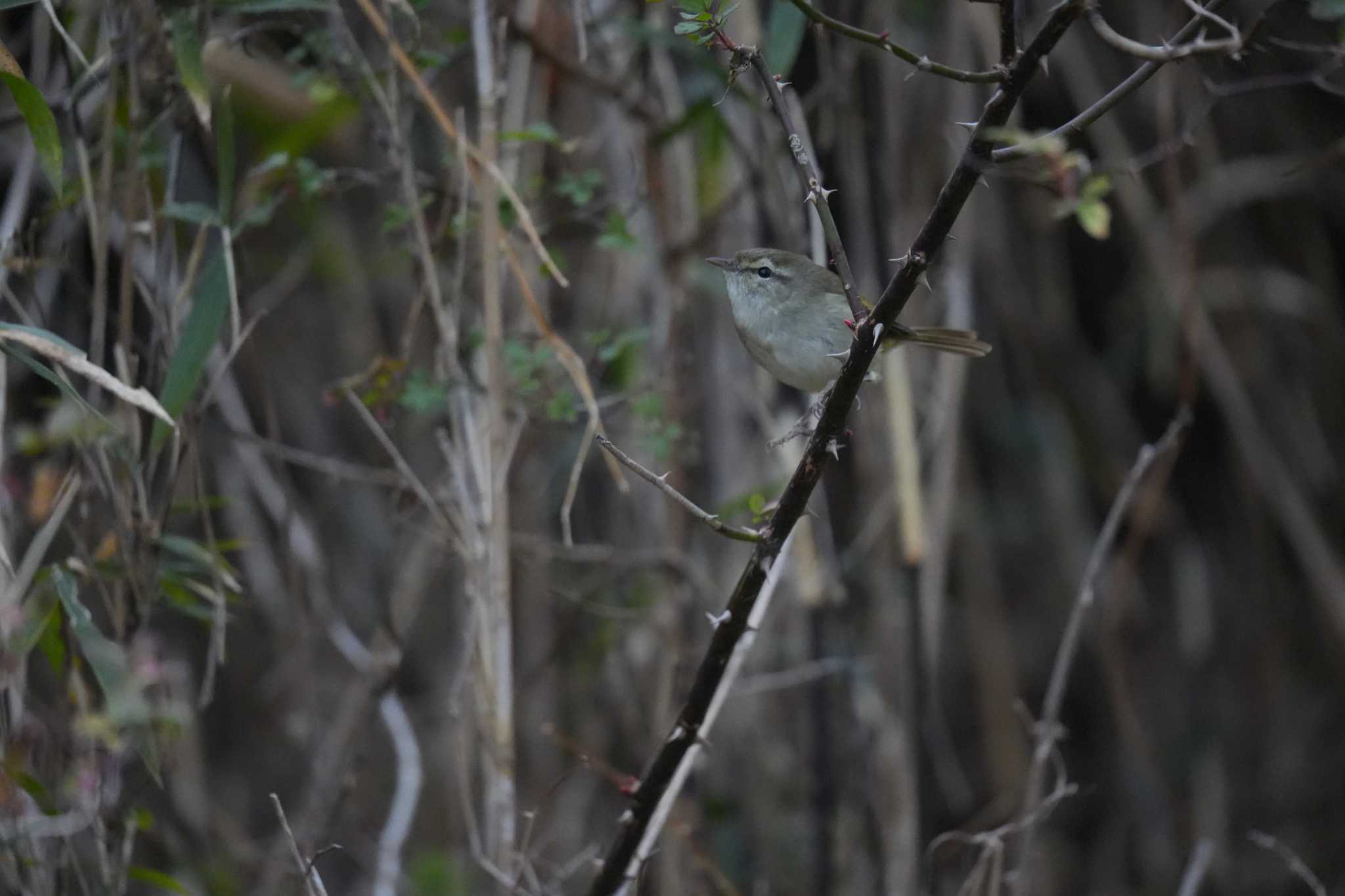 Photo of Yellow-bellied Bush Warbler at 淀川河川公園 by yuki@momiji