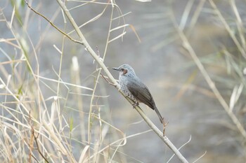 ヒヨドリ 淀川河川公園 2022年1月23日(日)