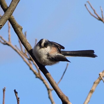 2022年1月22日(土) りょうぶの道(滋賀県草津市)の野鳥観察記録