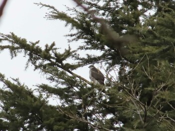 Sun, 1/23/2022 Birding report at 善福寺川緑地