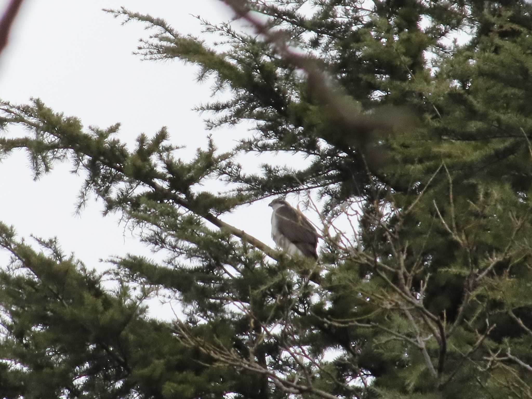 Eurasian Goshawk