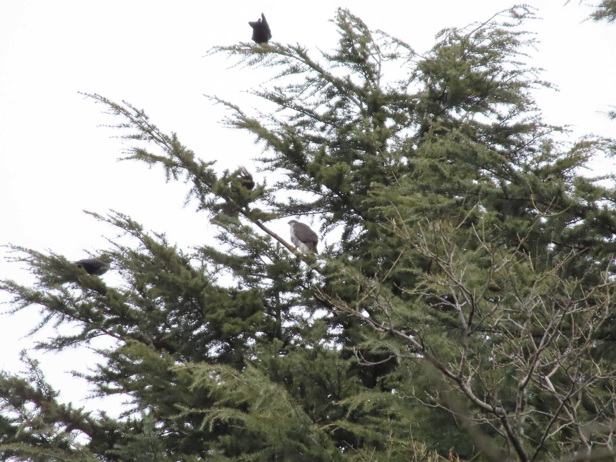 Eurasian Goshawk