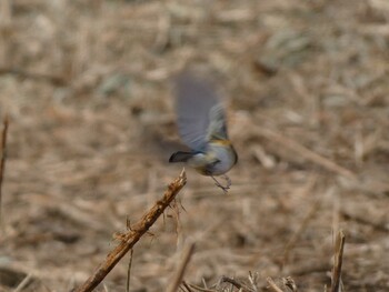 2022年1月23日(日) 小宮公園(八王子)の野鳥観察記録