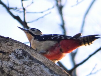 アカゲラ 秋ヶ瀬公園 2022年1月22日(土)