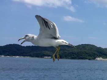 ウミネコ 場所が不明 2017年8月6日(日)