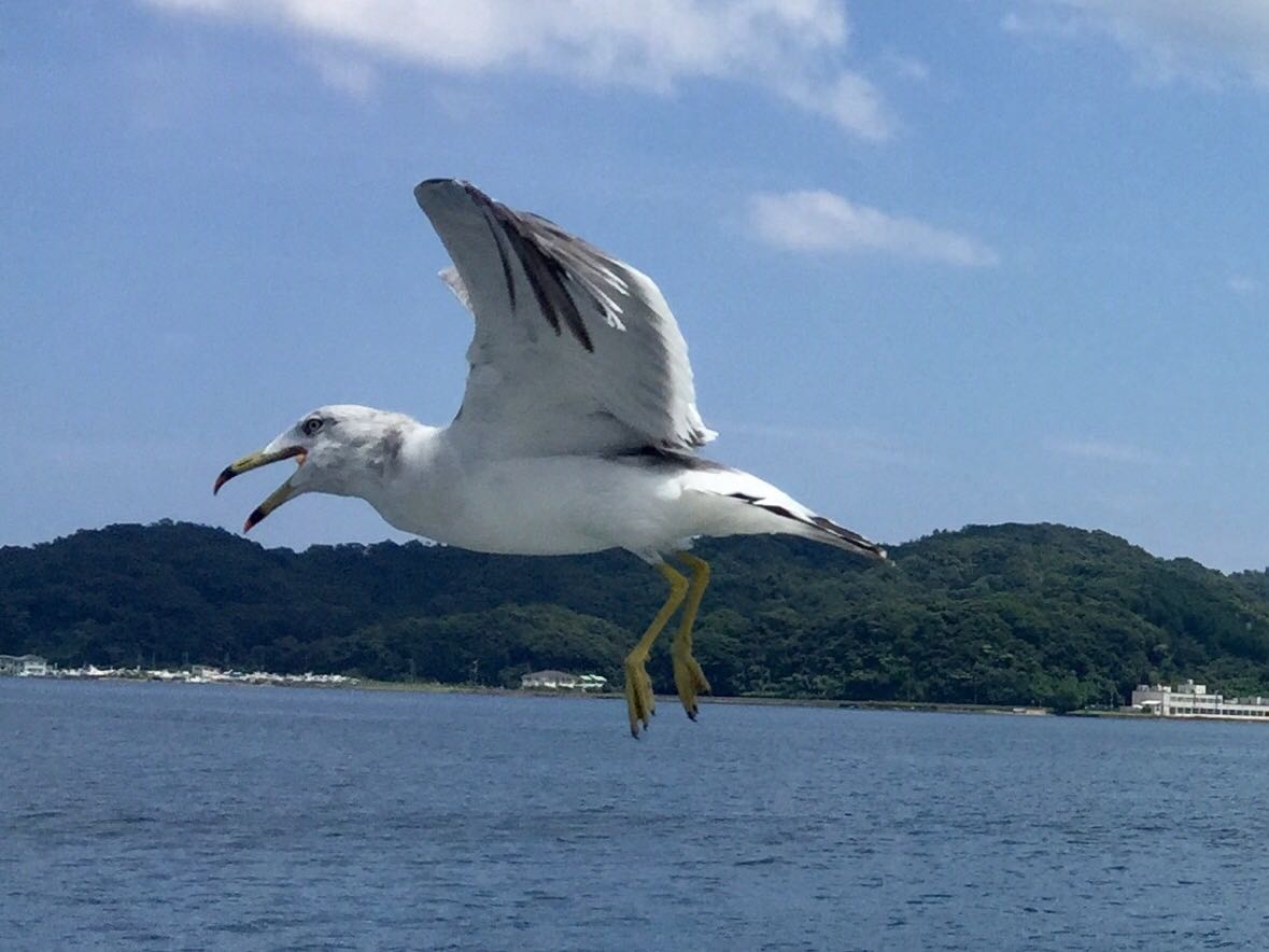  ウミネコの写真 by ヨウコ