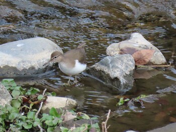 Sun, 1/23/2022 Birding report at 清瀬金山緑地公園