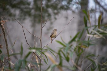 2022年1月23日(日) 武蔵丘陵森林公園の野鳥観察記録