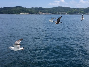 ウミネコ 場所が不明 2017年8月6日(日)