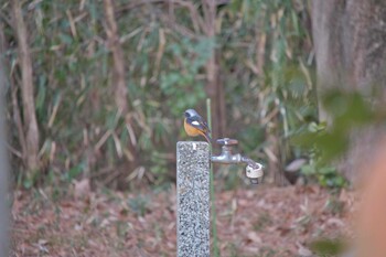 ジョウビタキ 武蔵丘陵森林公園 2022年1月23日(日)