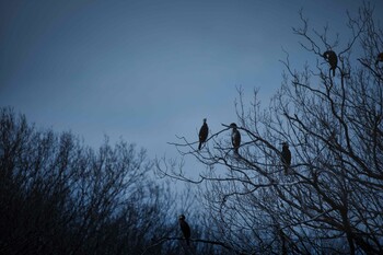 カワウ 武蔵丘陵森林公園 2022年1月23日(日)