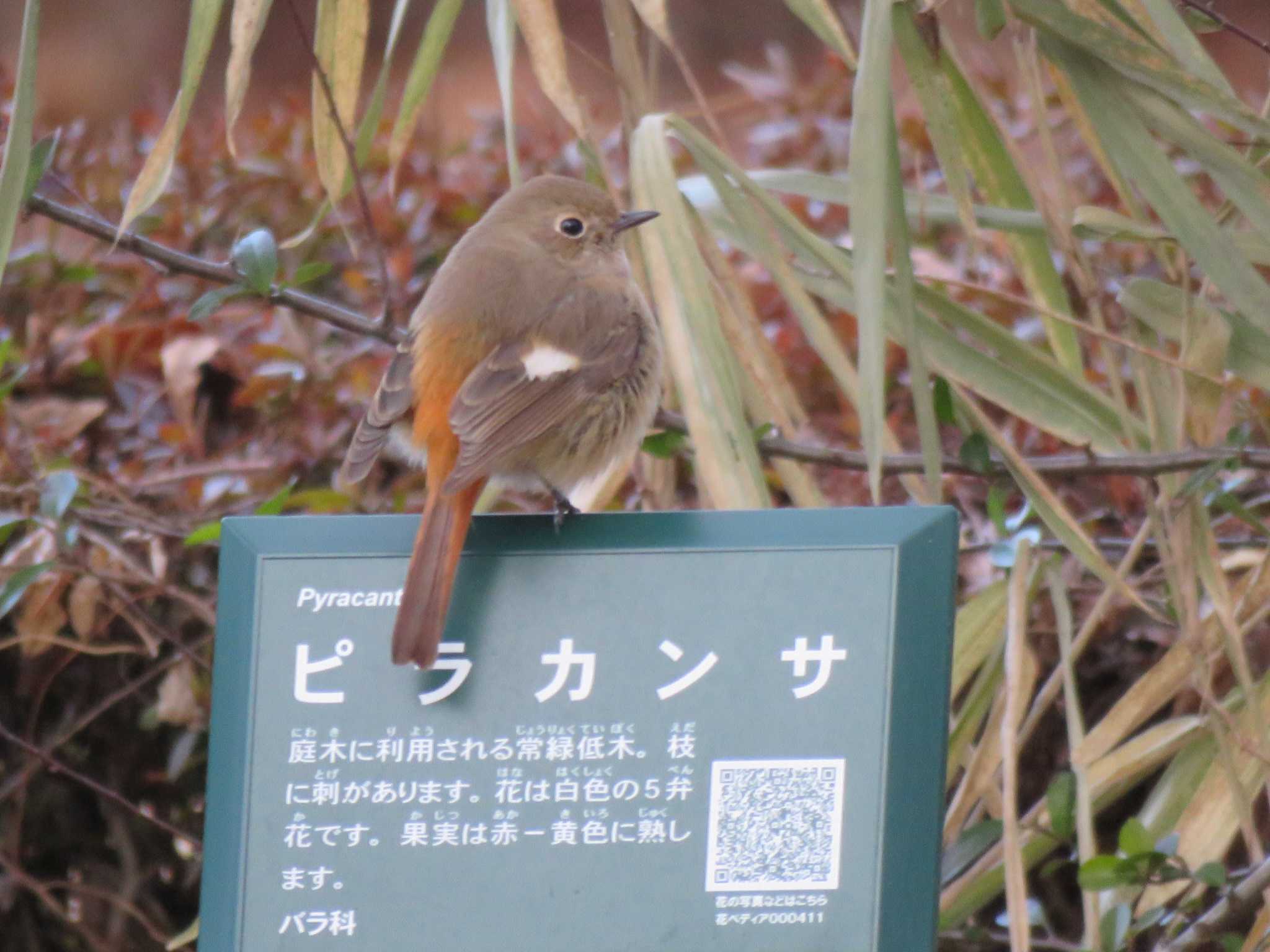 私はピラカンサ？ではありません