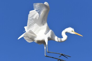 ダイサギ 町田市内 2020年10月25日(日)