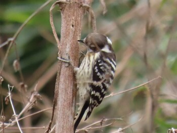 Sun, 1/23/2022 Birding report at 秋ヶ瀬公園(野鳥の森)