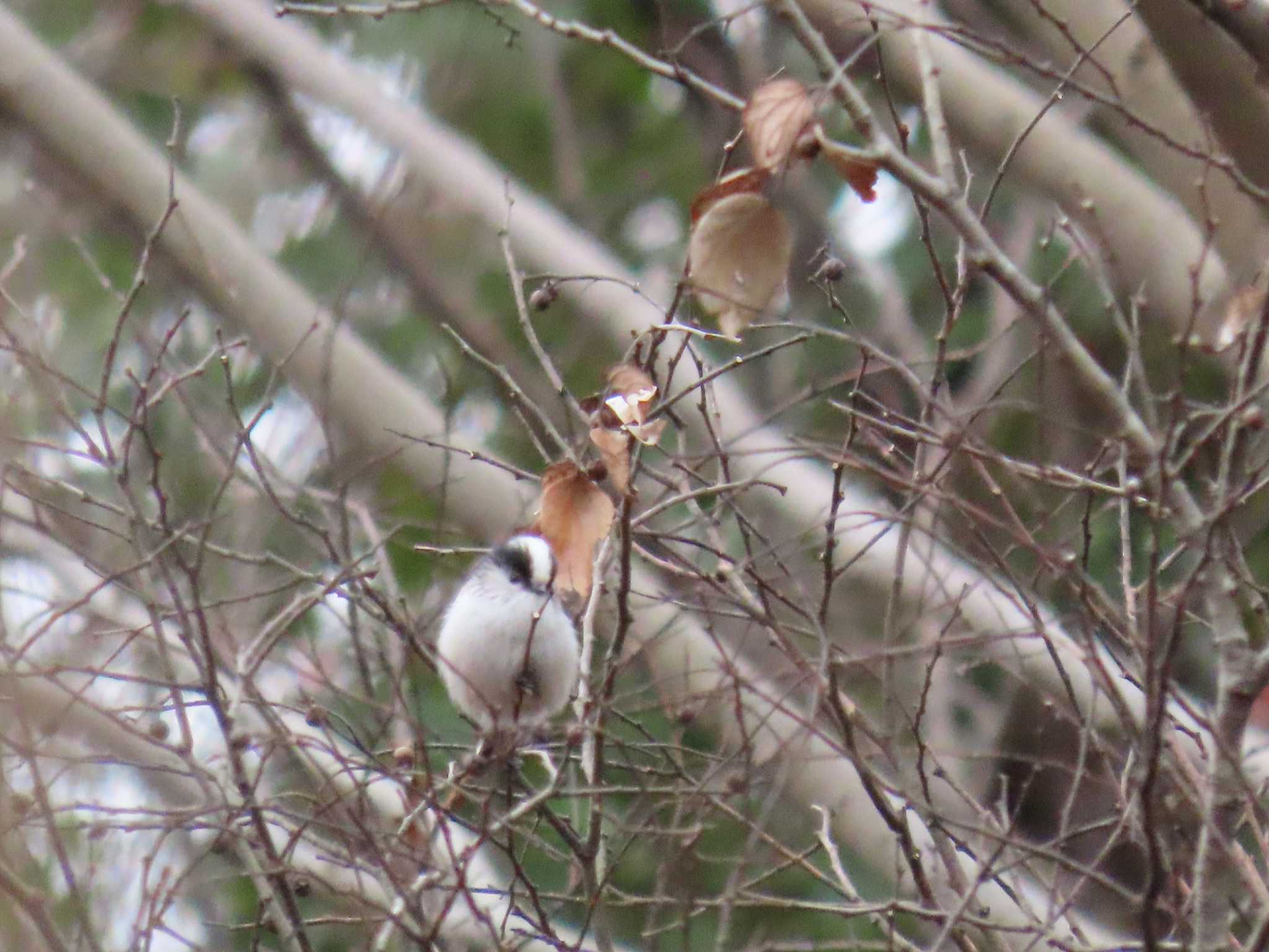 秋ヶ瀬公園(野鳥の森) エナガの写真