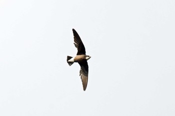 White-throated Needletail Unknown Spots Sun, 8/6/2017