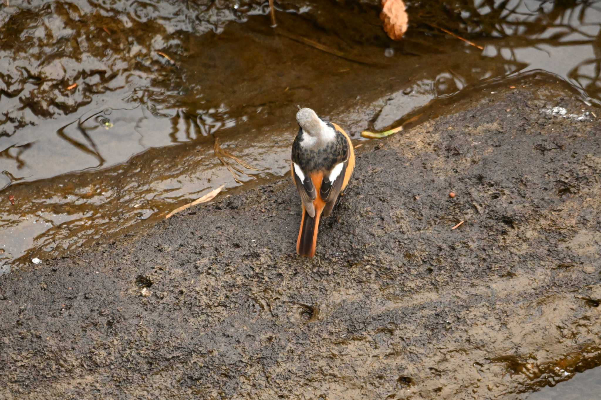  ジョウビタキの写真