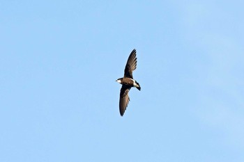 White-throated Needletail Unknown Spots Sun, 8/6/2017