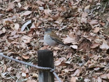 Pale Thrush Machida Yakushiike Park Sun, 1/23/2022