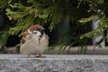 Eurasian Tree Sparrow 都内市街地 Sun, 1/23/2022