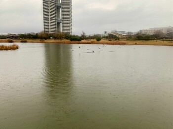 Sun, 1/23/2022 Birding report at アイランドシティ中央公園修景池