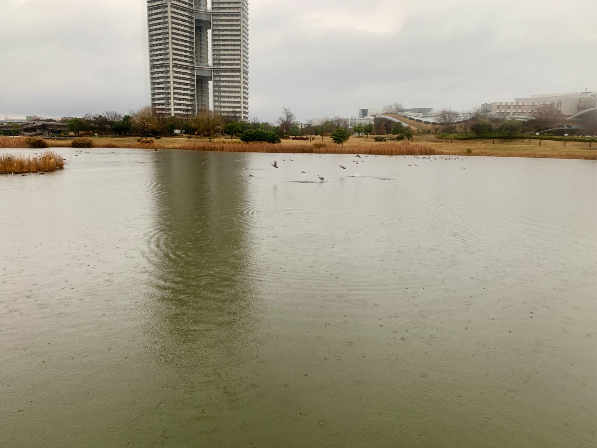 Photo of Eastern Spot-billed Duck at アイランドシティ中央公園修景池 by O S