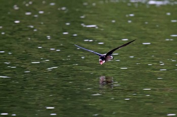 White-throated Needletail Unknown Spots Sun, 8/6/2017