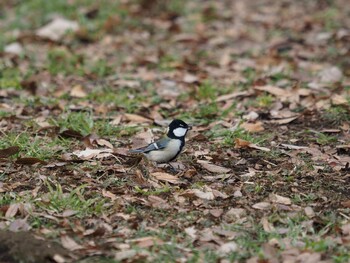 シジュウカラ 砧公園 2022年1月23日(日)