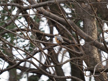 モズ 砧公園 2022年1月23日(日)