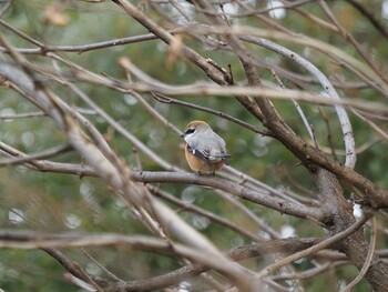 モズ 砧公園 2022年1月23日(日)