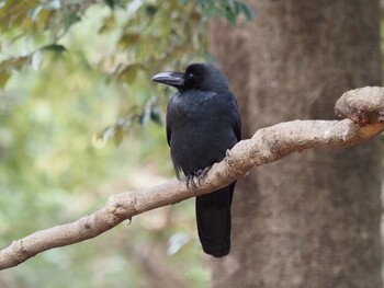 ハシブトガラス 砧公園 2022年1月23日(日)