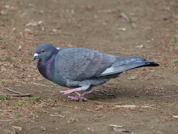 カワラバト 砧公園 2022年1月23日(日)