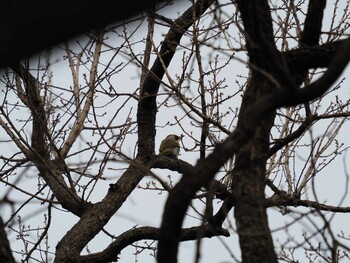 アオゲラ 砧公園 2022年1月23日(日)