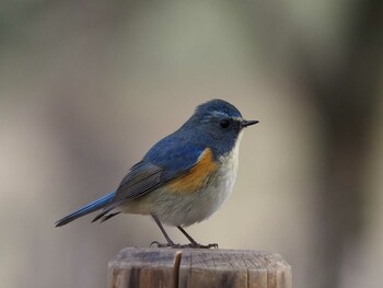 ルリビタキ 砧公園 2022年1月23日(日)